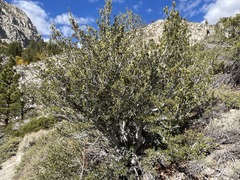 Cercocarpus ledifolius intermontanus