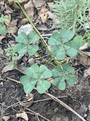 Oxalis tetraphylla