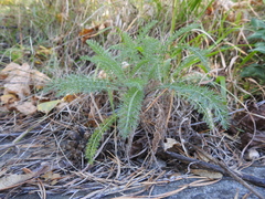 Achillea millefolium