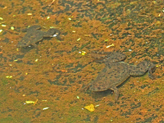 Xenopus laevis