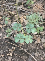 Oxalis tetraphylla