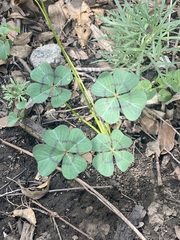 Oxalis tetraphylla