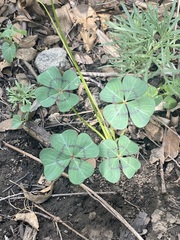Oxalis tetraphylla