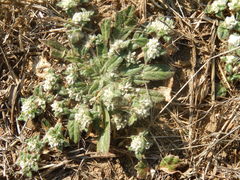 Gossypianthus lanuginosus