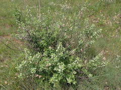 Lippia javanica