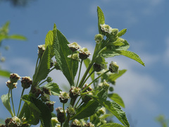 Lippia javanica