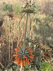 Leonotis nepetifolia