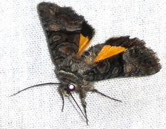 Pseudanarta flavidens