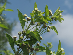 Lippia javanica