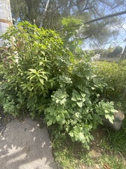 Simsia amplexicaulis