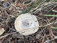 Neolentinus ponderosus