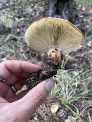 Neolentinus ponderosus