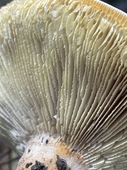 Neolentinus ponderosus