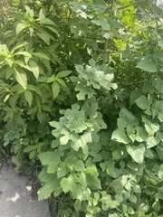 Simsia amplexicaulis