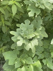 Simsia amplexicaulis