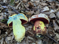 Rubroboletus rhodoxanthus