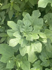 Simsia amplexicaulis