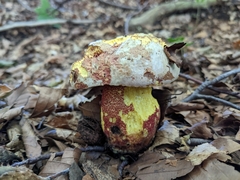 Rubroboletus rhodoxanthus