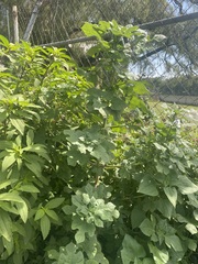 Simsia amplexicaulis