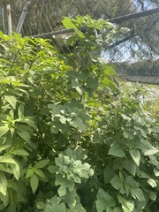 Simsia amplexicaulis