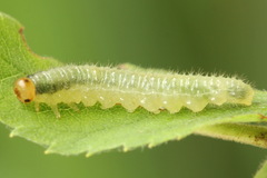 Cladius pectinicornis