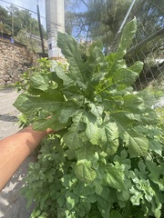 Simsia amplexicaulis