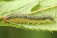 Cladius pectinicornis