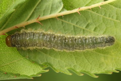 Cladius pectinicornis