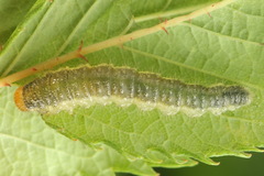 Cladius pectinicornis