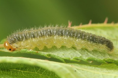 Cladius pectinicornis