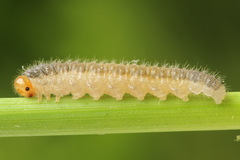 Cladius pectinicornis