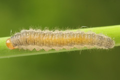 Cladius pectinicornis