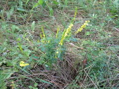 Melilotus suaveolens