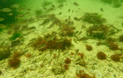 Acanthopagrus butcheri