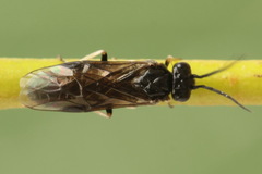 Cladius pectinicornis