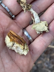 Boletus edulis grandedulis