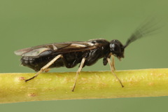 Cladius pectinicornis