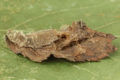 Cladius pectinicornis