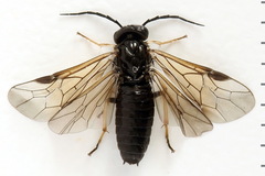 Cladius pectinicornis