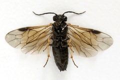 Cladius pectinicornis
