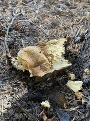 Boletus edulis grandedulis