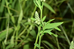 Sphenoclea zeylanica