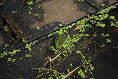 Pelophylax