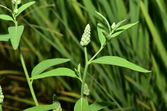 Sphenoclea zeylanica