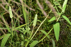 Sphenoclea zeylanica