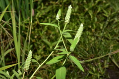 Sphenoclea zeylanica