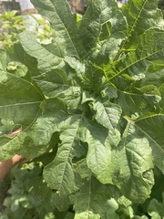 Simsia amplexicaulis