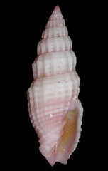 Vexillum modestum