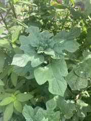 Simsia amplexicaulis