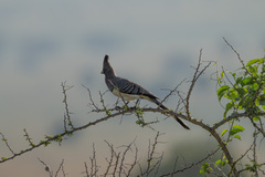 Corythaixoides leucogaster